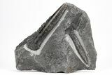 Two Belemnite (Hibolites) Fossils - England #211917-1